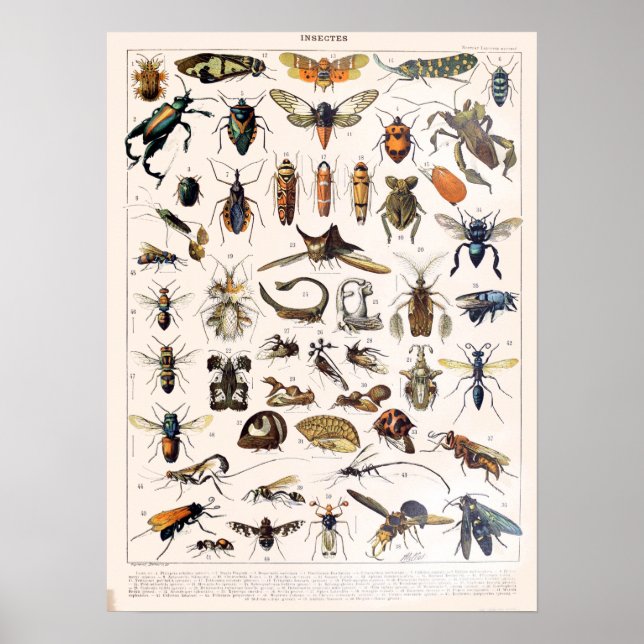 Poster Insectes vintages de Millot Adolphe (Devant)