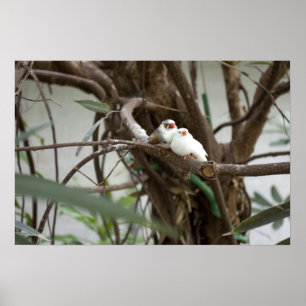 Poster Inséparables