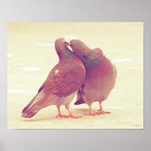Poster Inséparables rétro embrasser Pigeon
