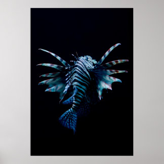 Poster Inspiration