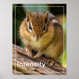 Poster Intensité Chipmunk Stare