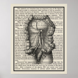Poster Intestins Anatomy Art Imprimer #8 Décor Médicale
