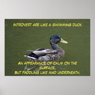 Poster Introduire le canard