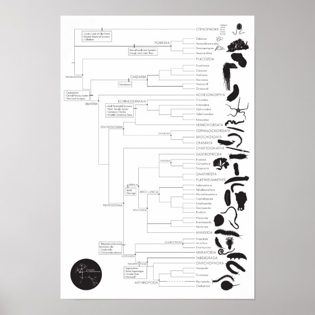 Poster Invertis : Exploration de l'arbre animal de la vie (Devant)