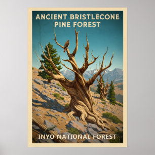Poster Inyo - Forêt de pins à Bristlecone antique V01