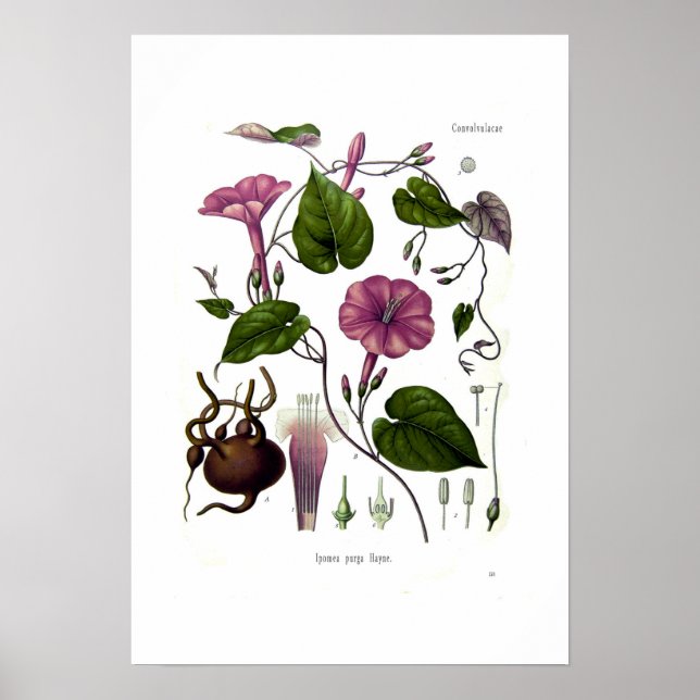 Poster Ipomea purga (jalap) (Devant)