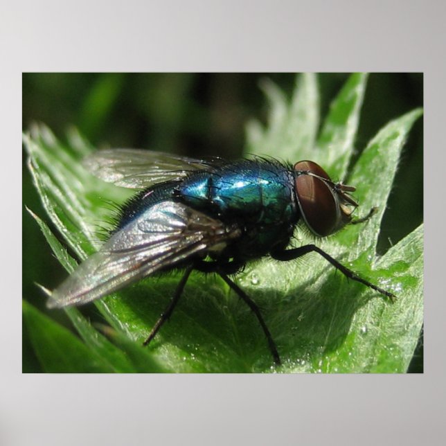 Poster Iridescence - Bouteille bleue (Devant)