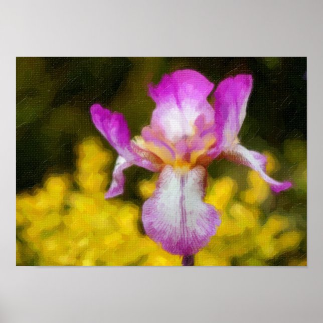 Poster Iris (Devant)