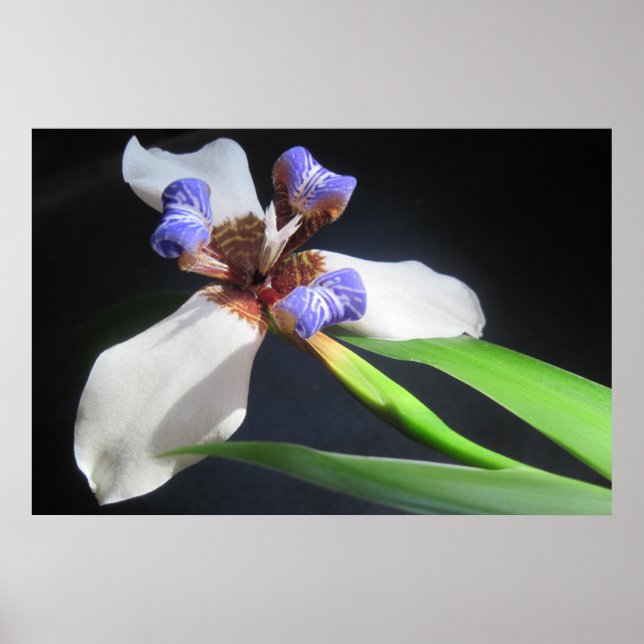 Poster Iris (Devant)