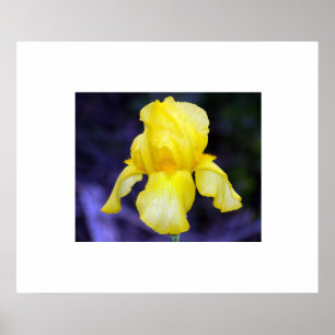 Poster Iris