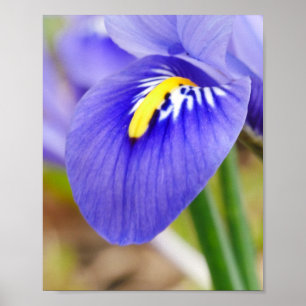 Poster Iris