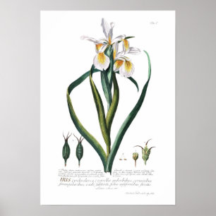 Poster Iris