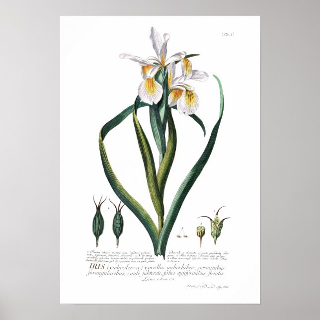 Poster Iris (Devant)