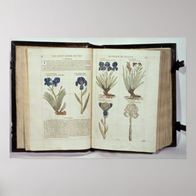 Poster Iris (Devant)