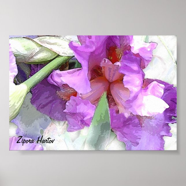 Poster Iris (Devant)