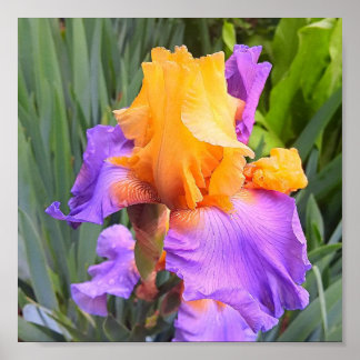 Poster Iris à cordes violettes et orange