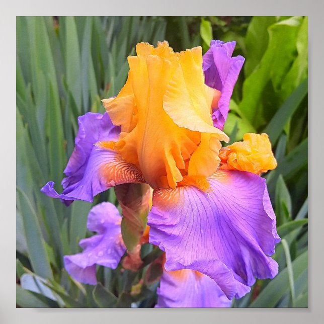Poster Iris à cordes violettes et orange (Devant)