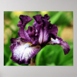 Poster Iris À Pâtes Violettes Gros Plan Fleur Orton Art