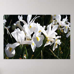 Poster Iris à poils