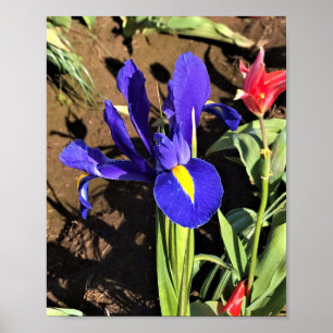 Poster Iris à Tulip Field, Woodburn, Oregon
