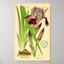 Iris allemand (Iris germanica)