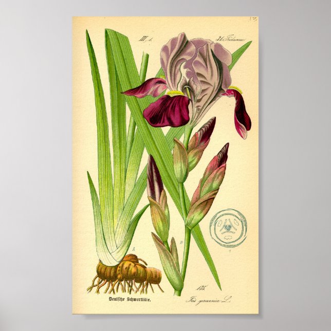 Poster Iris allemand (Iris germanica) (Devant)