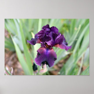 Poster Iris barbu fleur pourpre foncé