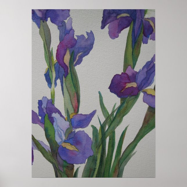 Poster Iris bleu (Devant)