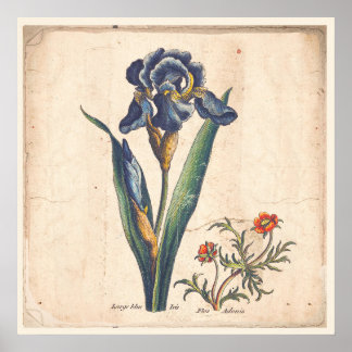Poster Iris Botanical Print Antique Illustration