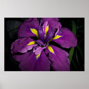 Poster Iris d'eau 458