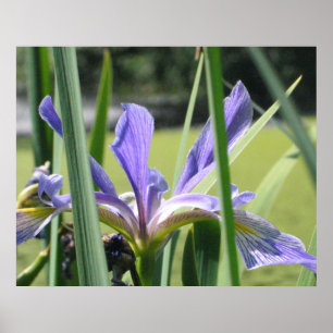 Poster Iris d'eau sur étang