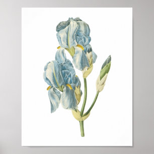 Poster iris doux (Iris pallida) de Redouté