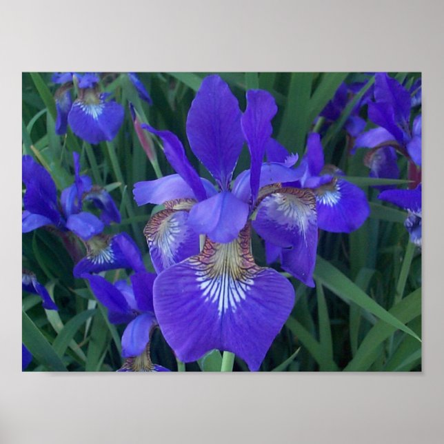 Poster Iris en bois (Devant)