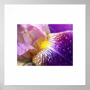 Poster Iris Flower