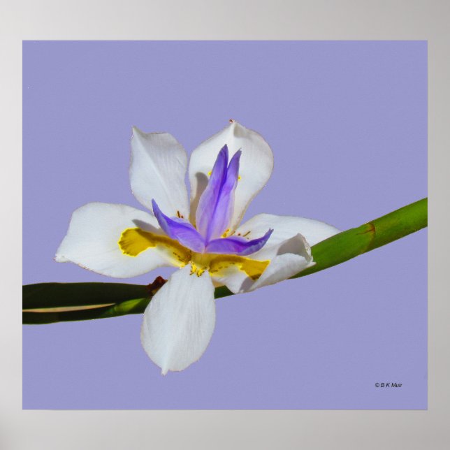 Poster - Iris - Fortnight Lilly (Vorne)