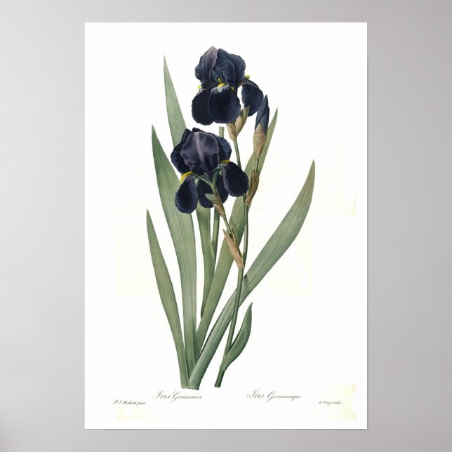 Poster Iris germanica (Devant)