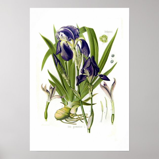Poster Iris germanica (Devant)