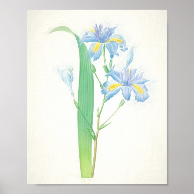 Poster Iris Japonica (Devant)