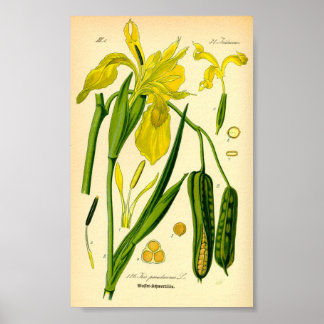 Poster Iris jaunes (Iris pseudacorus) Imprimer