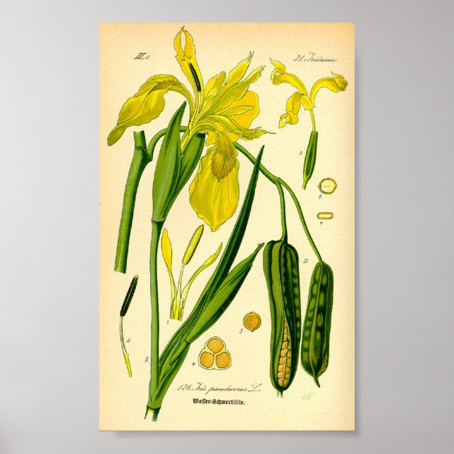 Poster Iris jaunes (Iris pseudacorus) Imprimer (Devant)