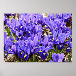 Poster Iris Katherine Hodgkin Violet Floral de Printemps