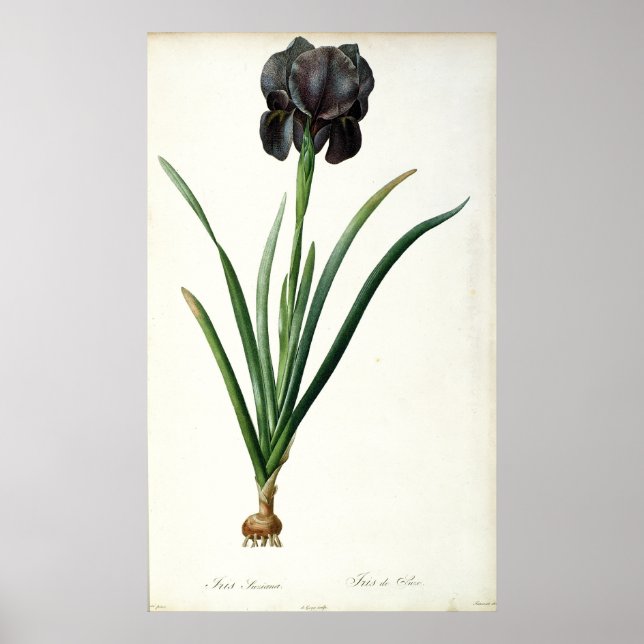 Poster Iris Luxiana, de "Les Liliacées", 1805 (Devant)