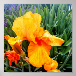 Poster Iris Orange