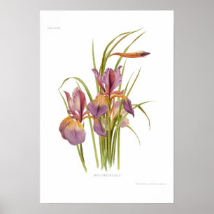 Poster Iris orientalis