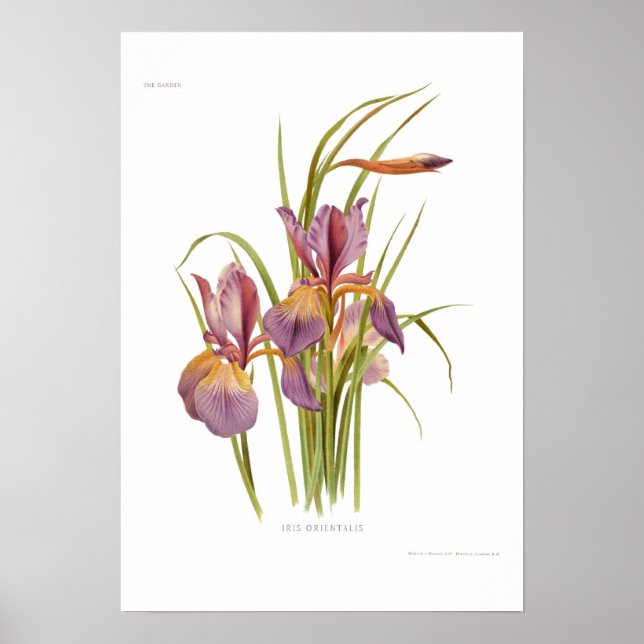 Poster Iris orientalis (Devant)