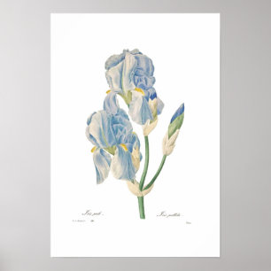 Poster Iris pallida