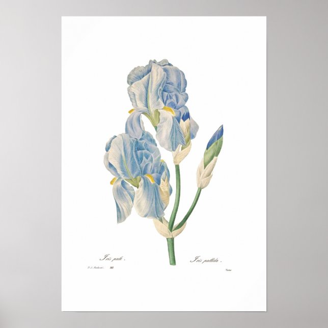 Poster Iris pallida (Devant)