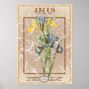 Poster Iris paquet de graines - en détresse