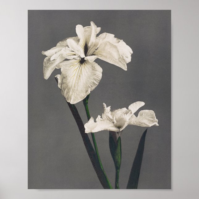Poster Iris - photo couleur - Japon (Devant)