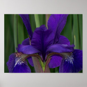 Poster Iris pourpre